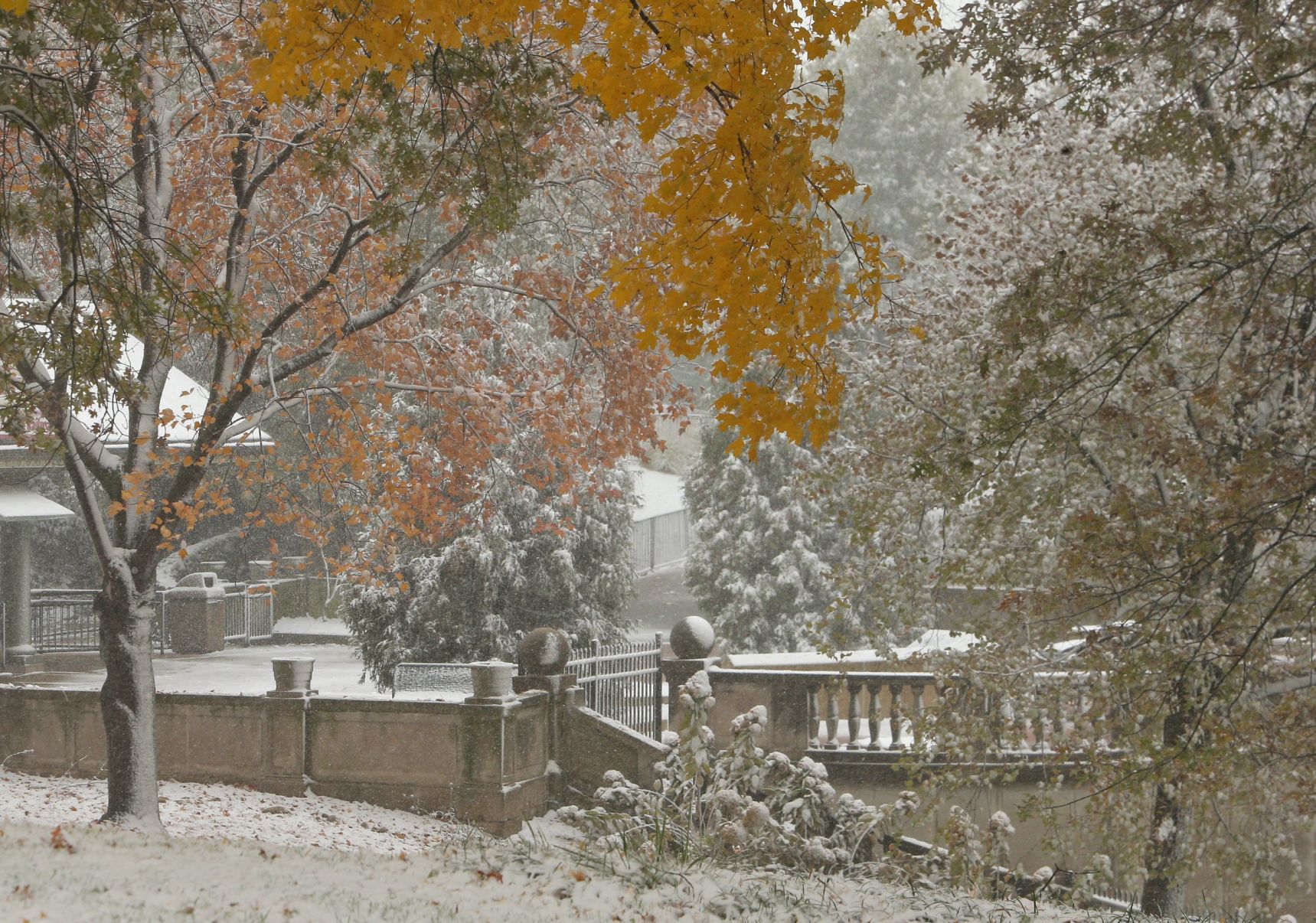 First snow covers the Zoo